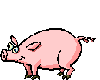 Pig  Dancing