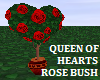 [S83] QOH: Rose Bush #1