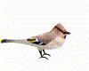Bird Animated