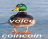 voice  coincoin