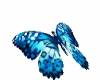 liam blue butterfly