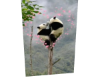 Panda 1
