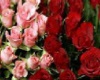 Pink & Red Roses
