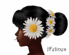 Daisy Hairs Flowers