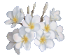 White Flowers animated
