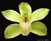 yellow orchid