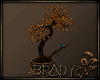 [B]bonsai love birds