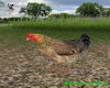 Family Farm Hen