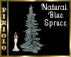 Natural Blue Spruce
