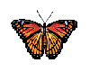 butterfly animated