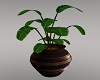 A~Banana Plant