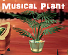 Musical Plant