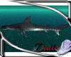 (dev) Hammerhead shark