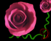 [D] Red/Pink Rose
