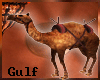 (K) Gulf Bedouin Camel 2