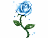 !M! Blue Rose Animated