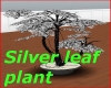 Silver leaf plant