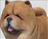 BIMBO PET Dog Chow chow