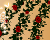 Red Roses 3 Vines