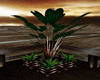 (DN)A.I.F.U. Plant1