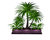 Gifted Trioplant