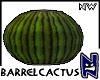 N}nw Barrel Cactus_02