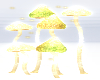 Charity 50k shrooms