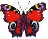 2 Red butterflies animat
