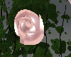 VALENTINE ROSE PINK