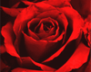 Sparkly Red Rose