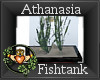 ~QI~ Athanasia Fishtank