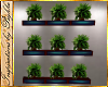 I~Med Wall Fern Plants