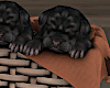 Cute Puppies w Basket