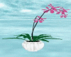 [m58]Plant Orchidea