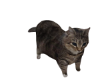 Oia Cat [animated]