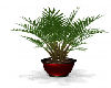 Gig-Latin  Plant