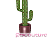 Cactus houseplant maroon