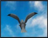OceaN's Seagull