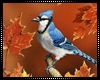 Autumn Blue Jay Art