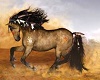 native horse