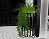 Lamp Plant Black&White