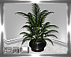 REAGAL POTTED PLANT