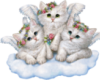 Angel kittens