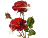 Small Red Roses