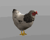 **Chicken