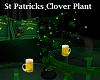 St Patricks Clover Plant