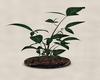 Plant 5 - Blk/Gold Pot