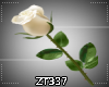 Zt-White Rose