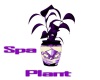 Alpha Spa Plant