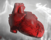 5C Realistic Heart M/F